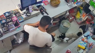 小狗被宠物医院宣告死亡，半个月后却跨越十几公里自己跑回家