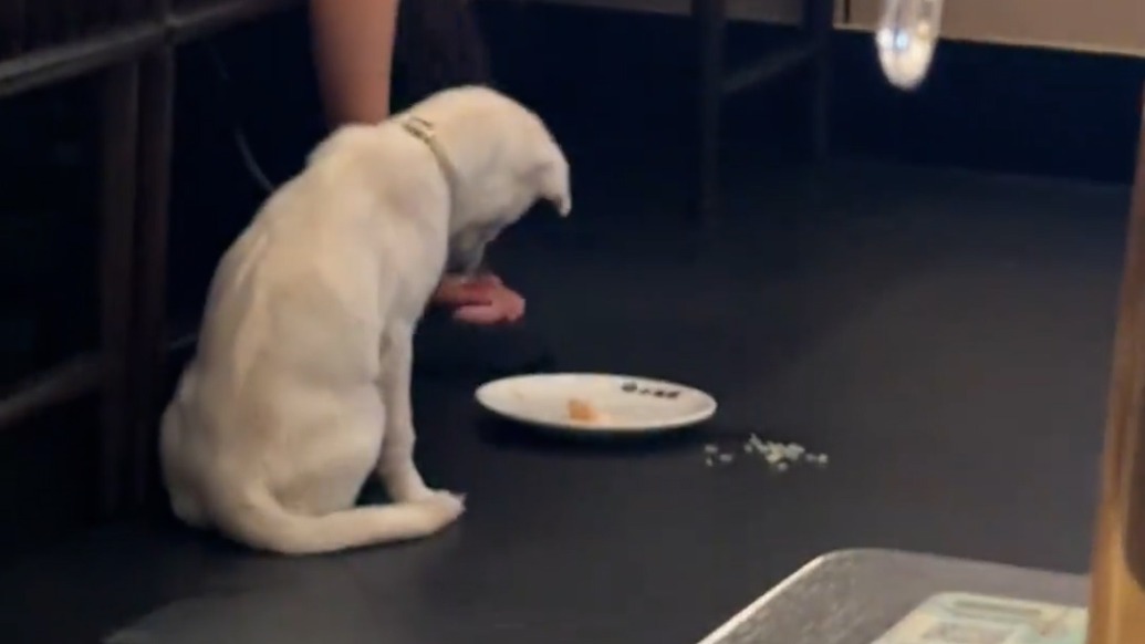 顾客饭店内用餐盘喂犬引争议,涉事餐厅:销毁餐具,并补偿其余顾客十倍餐费