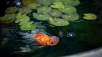 恭王府金鱼特展：抬头灯中鱼，低头水中鱼