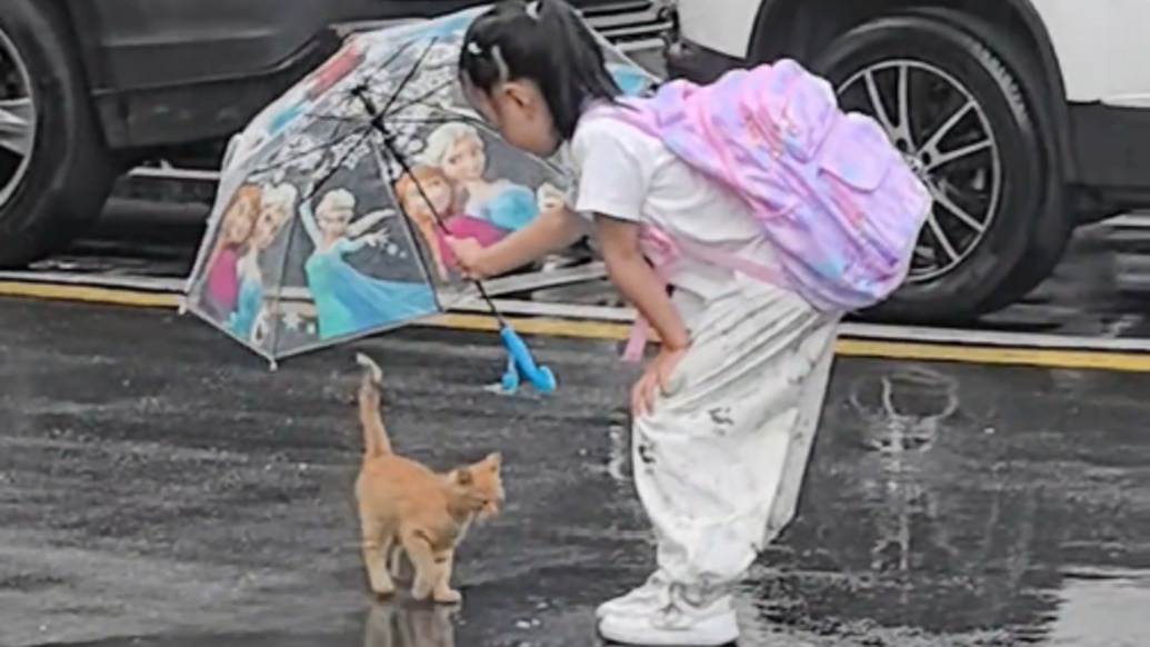 “我有妈妈打伞，它没有”，过敏体质却怕小猫台风天淋湿 ，这位“撑伞小女孩”让无数网友点赞