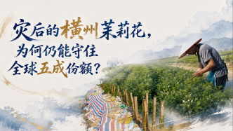 单项冠军县，何以扛打丨灾后横州茉莉花为何仍能守住全球五成份额