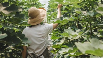一线排涝抢修、保险快赔先行，上海农业生产秩序正在有序恢复
