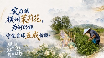 单项冠军县，何以扛打｜灾后横州茉莉花为何仍能守住全球五成份额？