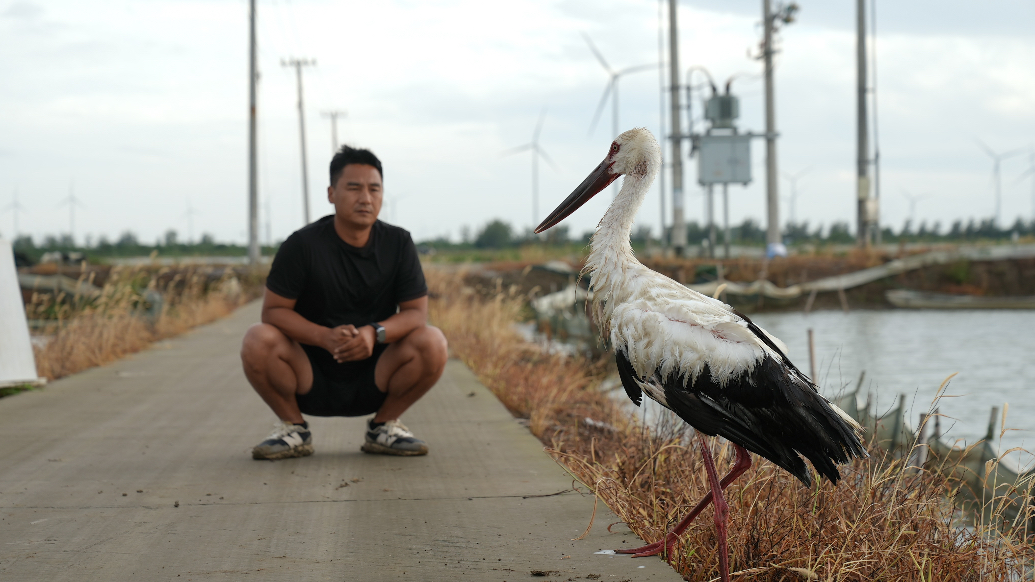 “鸟中国宝”被困蟹塘获救:数十只东方白鹳已在此觅食数月,塘主从开心到犯难