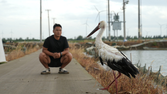 “鸟中国宝”被困蟹塘获救：数十只东方白鹳已在此觅食数月，塘主从开心到犯难