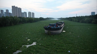 水葫芦泛滥围困货船？阜阳交通局：货船系台风天在航道就地泊锚避险
