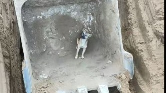 “任何生命都值得被尊重”，小狗掉进工地土坑被困，工作人员用挖掘机救出