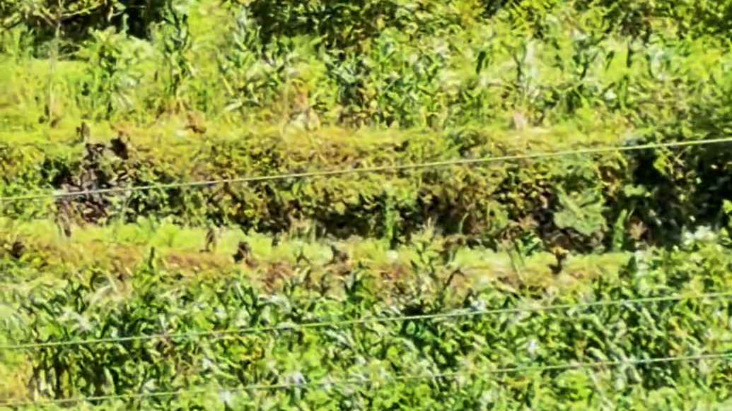 湖北宜昌一地野猴组团下山吃玉米，当地村干部：目前靠村民自行驱赶，镇里已出台相关方案正待审批