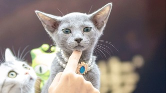 消费周刊｜从一袋猫粮到百亿产业