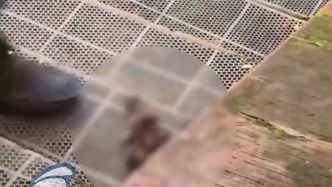 四川乐山大佛景区员工被指踩死小松鼠，景区：将向相关部门反映核实