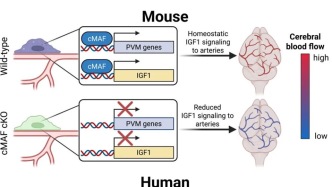 Cell 重磅研究！科学家揭示大脑“清道夫”细胞如何守护脑血管健康