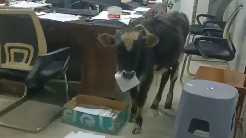 西藏昌都一小牛夜闯办公室吃图纸,上演现实版“咬文嚼字”