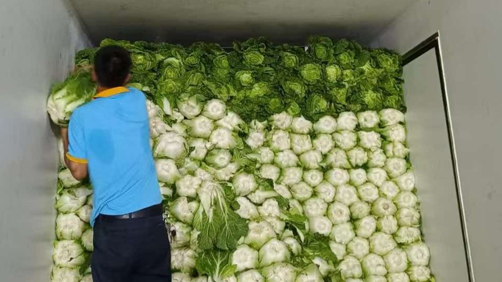 “甲醛白菜”背后②|从业者谈冷链成本:比常温货车费用高20%—30%,一些商贩不愿把白菜放冷库