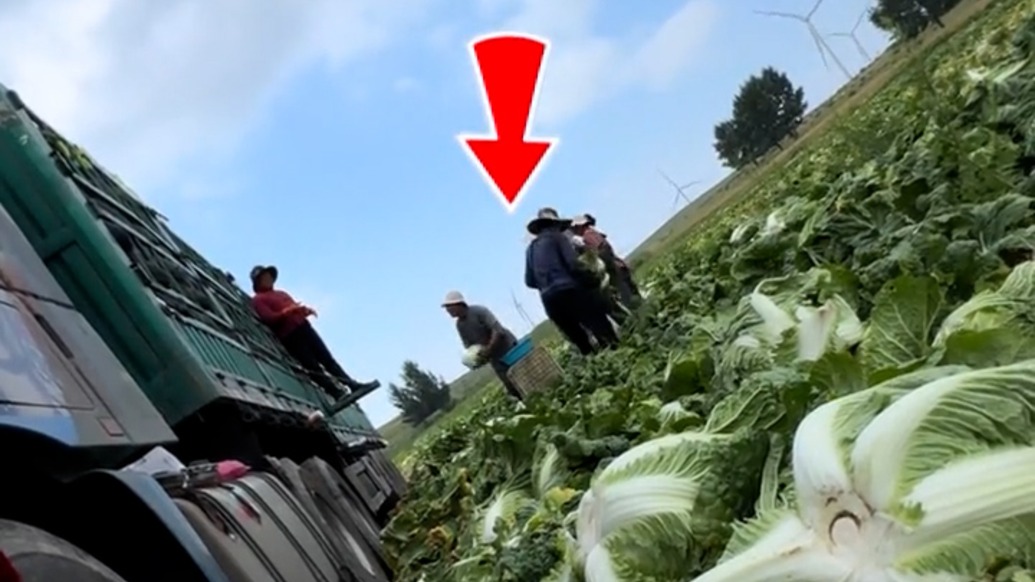 “甲醛白菜”背后⑤|为何屡禁不止?律师分析:违法成本不低,但取证难、追溯难、监管难