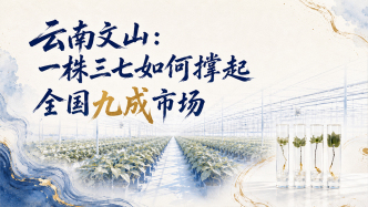 单项冠军县，何以扛打丨云南文山：一株三七如何撑起全国九成市场