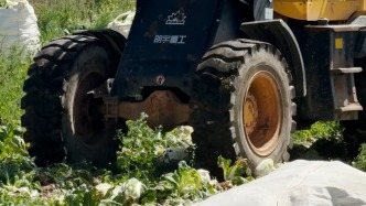记者走访康保县菜地：菜农抱怨白菜贬值鲜有收购商询价