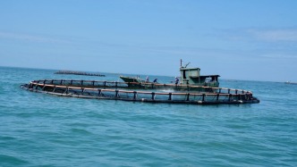 三亚如何把海鲜价格打下来：到深海养鱼，到关口建仓