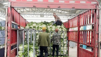 “夏秋白菜”南运易腐，不法分子放弃预冷依靠“甲醛”赚差价