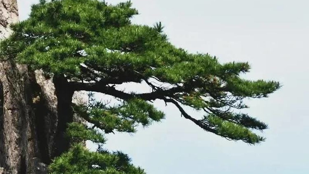 中央统战部原副部长张声作逝世,享年93岁