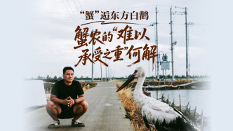 “蟹”逅东方白鹳：蟹农的“难以承受之重”何解