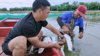“鸟中国宝”被困蟹塘获救：数十只东方白鹳已在此觅食数月，塘主从开心到犯难