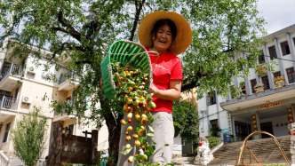 “小青枣”四倍收购价背后的“土特产富”密码：义乌经验跨山赋能千岛湖南枣再闯南洋