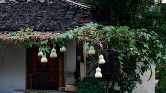 “葫芦娃爷爷”剪除网红葫芦：失独老人与一场过载的热情
