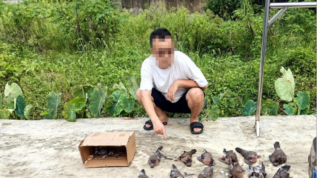 用气枪猎杀12只“三有”保护动物珠颈斑鸠，湘潭3男子被抓获