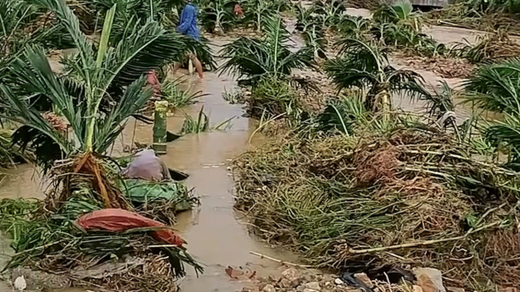 海南乐东遭遇强降雨,种植户:靠河边的槟榔树被冲走、冲倒