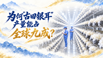 单项冠军县，何以扛打｜为何“古田银耳”产量能占全球九成？
