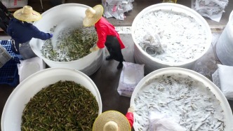 活力中国调研行｜一根芦苇，如何从“生态包袱”变成支撑百亿产业的“绿色黄金”
