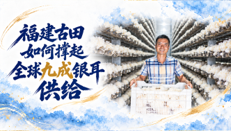 单项冠军县，何以扛打｜“菌都”福建古田：如何撑起全球九成银耳供给