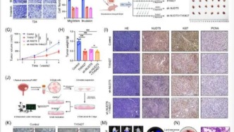 显著抗肿瘤！同济大学附属第十人民医院等单位合作发文：有前景的膀胱癌治疗候选药物