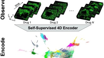 Cell重磅研究！科学家绘制线粒体“四维时空图谱”，无需标记即可预测细胞能量状态
