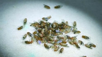 不挨饿也能长寿的“开关”找到了