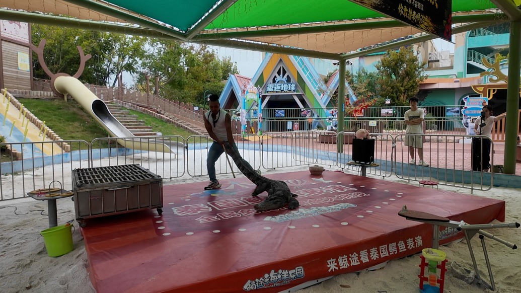 拖拽、细棍挑逗鳄鱼，宁波鲸途海洋乐园鳄鱼表演引争议