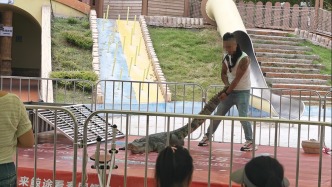 实探宁波鲸途海洋乐园：“挑逗”鳄鱼的表演，专家称可能激发其攻击本能