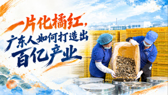 单项冠军县，何以扛打丨一片化橘红，广东人如何打造出百亿产业