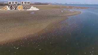 说不尽，无穷好——秦皇秋dao | 秋色染渤海，候鸟赴约来