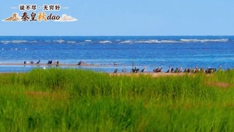 说不尽，无穷好——秦皇秋dao | 北戴河：岁岁候鸟奔赴，年年山海温柔