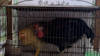 澎湃回声｜福建福清回应“永鸿动物园活体投喂”争议，称已全面下架涉事项目