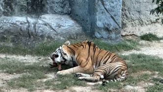 动物园卖活鸡让猛兽撕咬，媒体：别把商业猎奇当自然教育