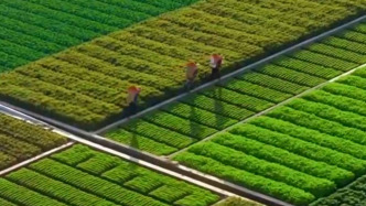 【新思想引领新征程】大食物观里的中国味道