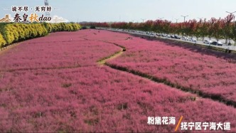 说不尽，无穷好——秦皇秋dao｜抚宁宁海大道粉黛盛开，邂逅秋日粉色浪漫