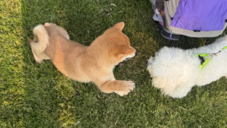 马上评｜一条30年前的养犬规定，为何今天冲上了热搜