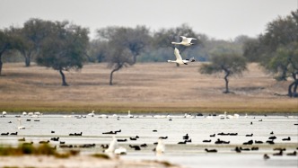 地球这一刻丨大批候鸟翔集内蒙古科尔沁湿地