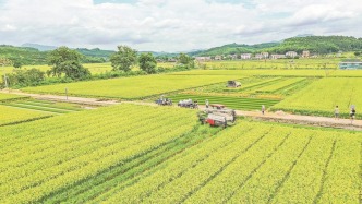 我国杂交水稻制种亩产突破1000斤，专家解读