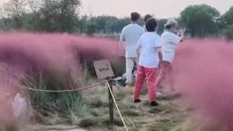 保安前脚刚走，游客就踩进花丛？粉色花海经不起这样“打卡”