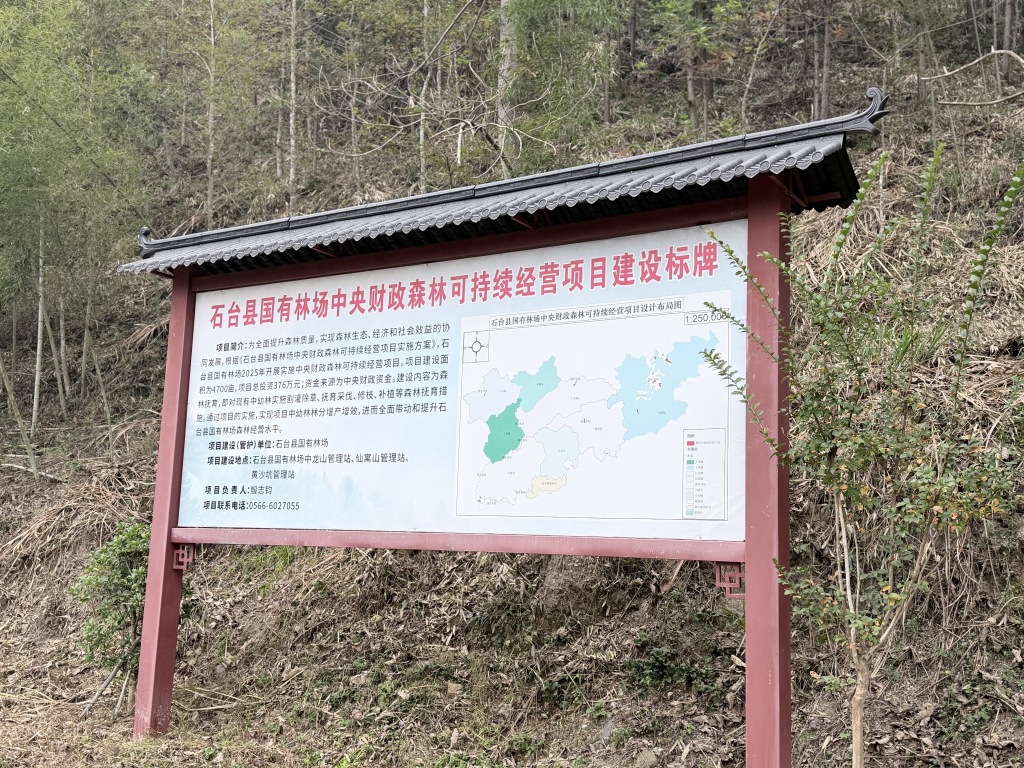 既保山林又买碳票,保险公司如何参与森林里的新生意
