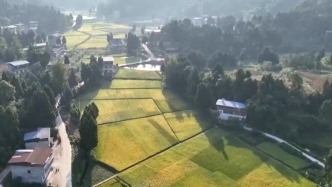 视频丨从稻田到油茶林 多地迎来秋收好“丰”景